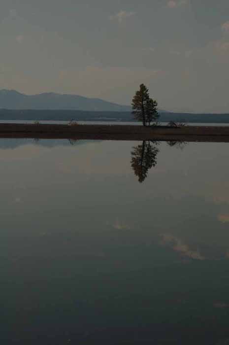 lone tree on Yellowstone Lake